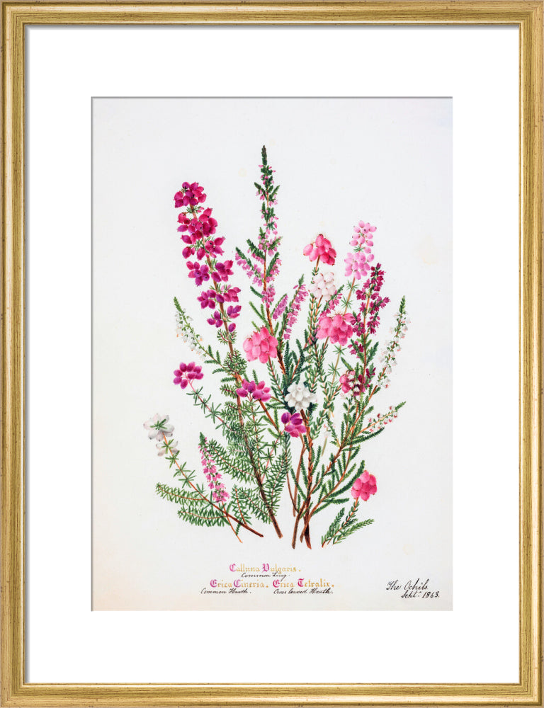 Heather by Charlotte Cowan Pearson