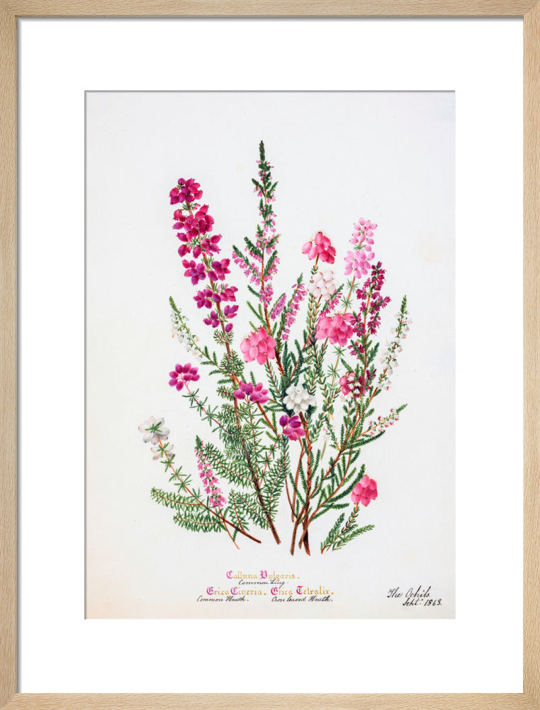 Heather by Charlotte Cowan Pearson