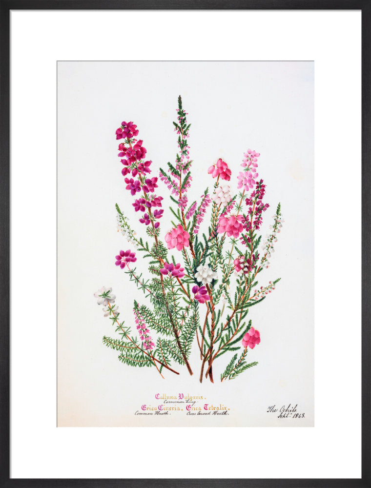 Heather by Charlotte Cowan Pearson
