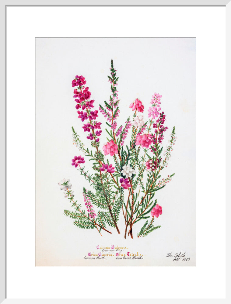 Heather by Charlotte Cowan Pearson