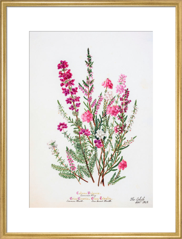 Heather by Charlotte Cowan Pearson