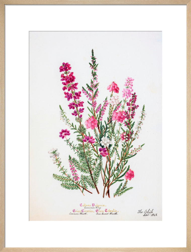 Heather by Charlotte Cowan Pearson