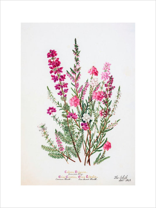 Heather by Charlotte Cowan Pearson