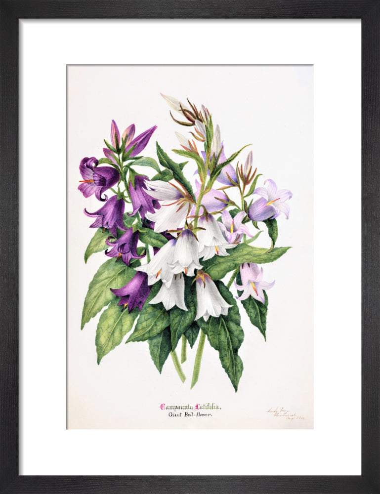 Bell Flower by Charlotte Cowan Pearson