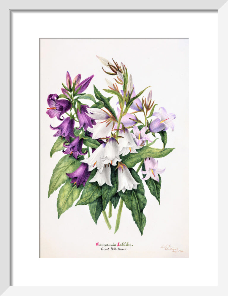 Bell Flower by Charlotte Cowan Pearson