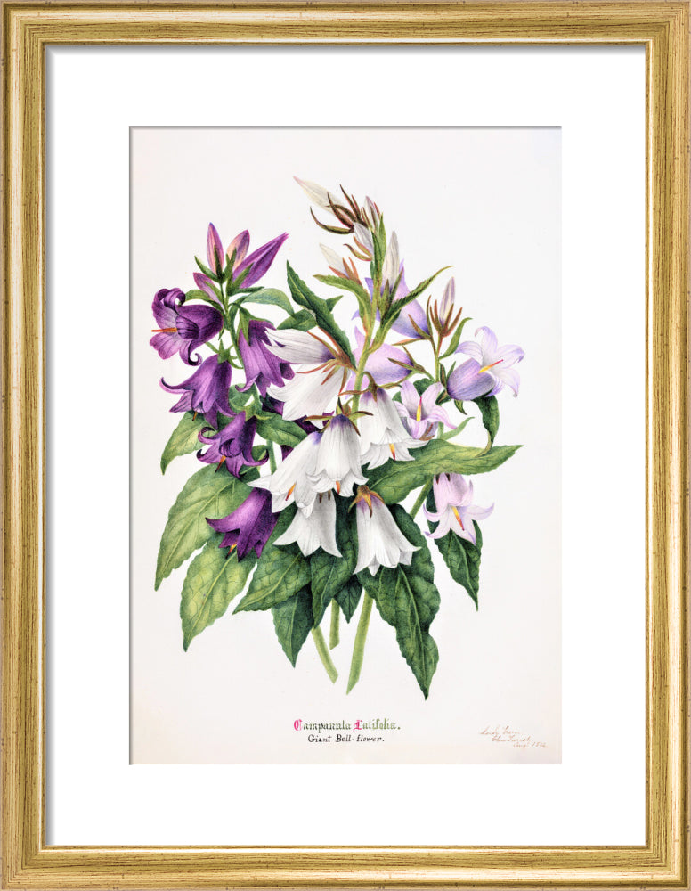 Bell Flower by Charlotte Cowan Pearson