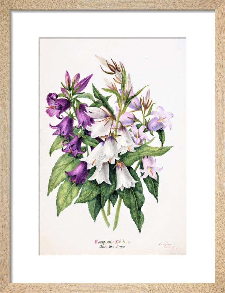 Bell Flower by Charlotte Cowan Pearson