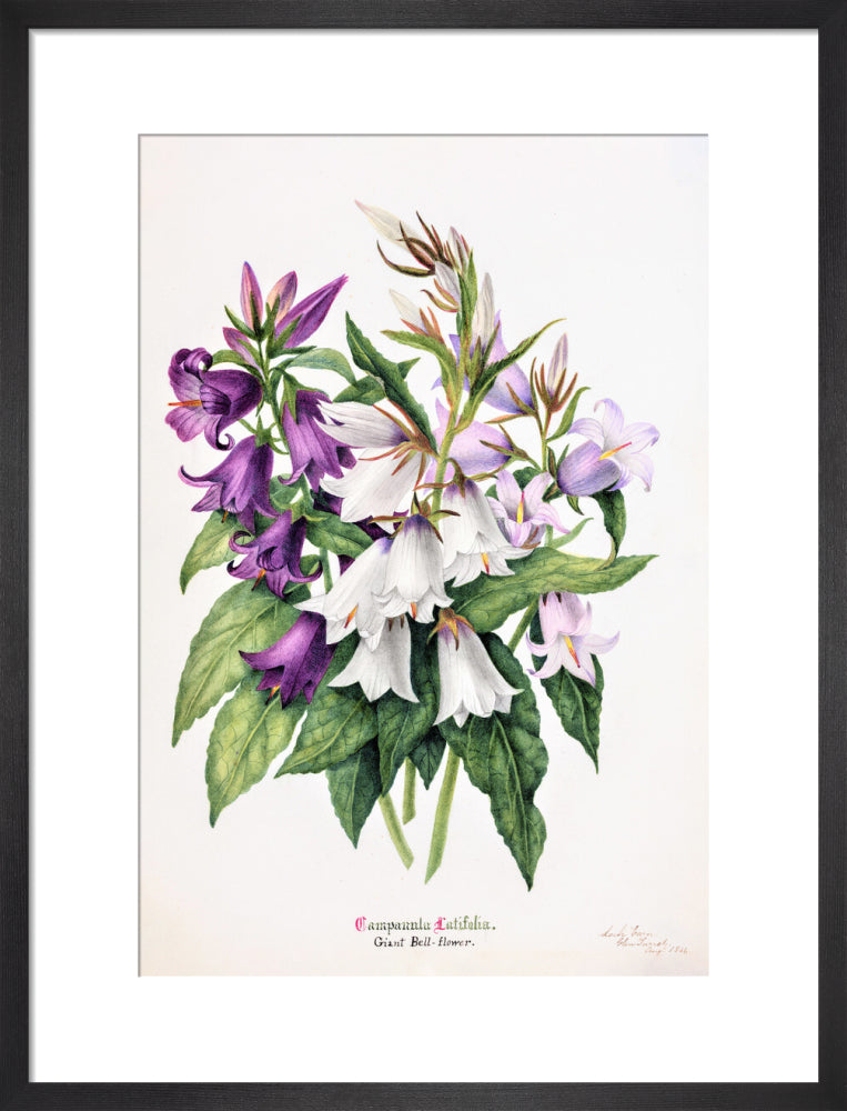 Bell Flower by Charlotte Cowan Pearson