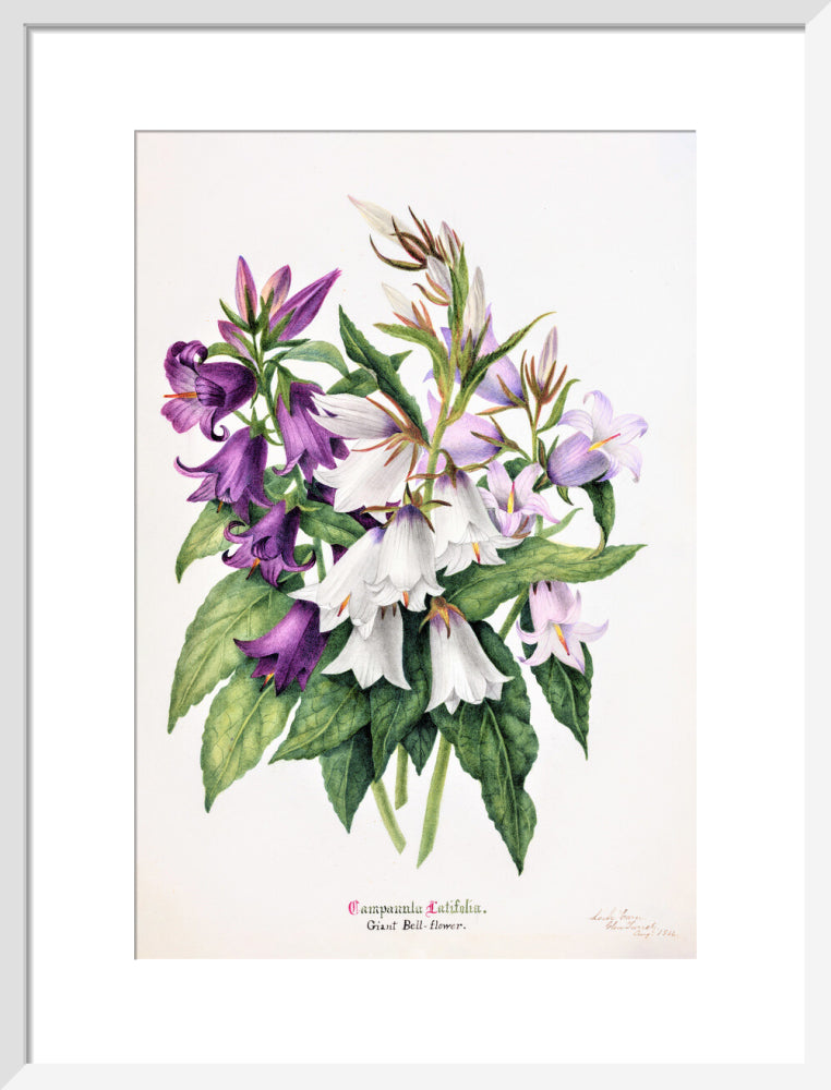 Bell Flower by Charlotte Cowan Pearson