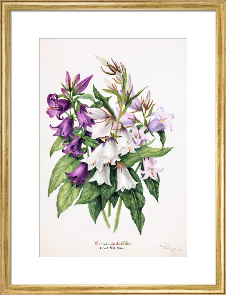 Bell Flower by Charlotte Cowan Pearson