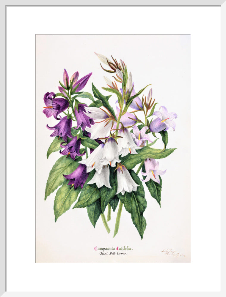 Bell Flower by Charlotte Cowan Pearson