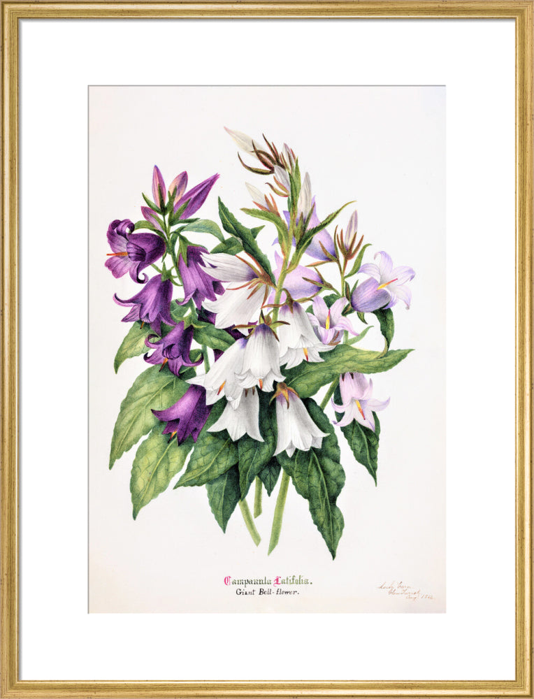 Bell Flower by Charlotte Cowan Pearson