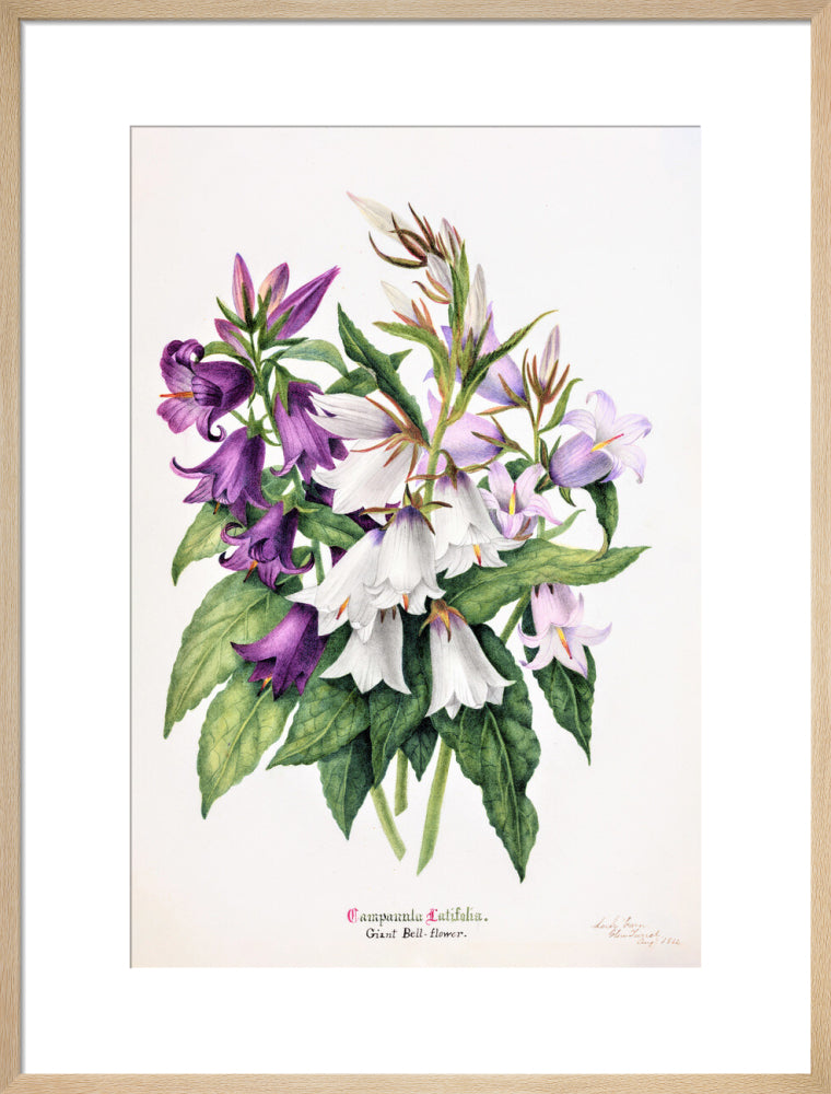 Bell Flower by Charlotte Cowan Pearson