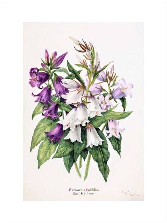 Bell Flower by Charlotte Cowan Pearson