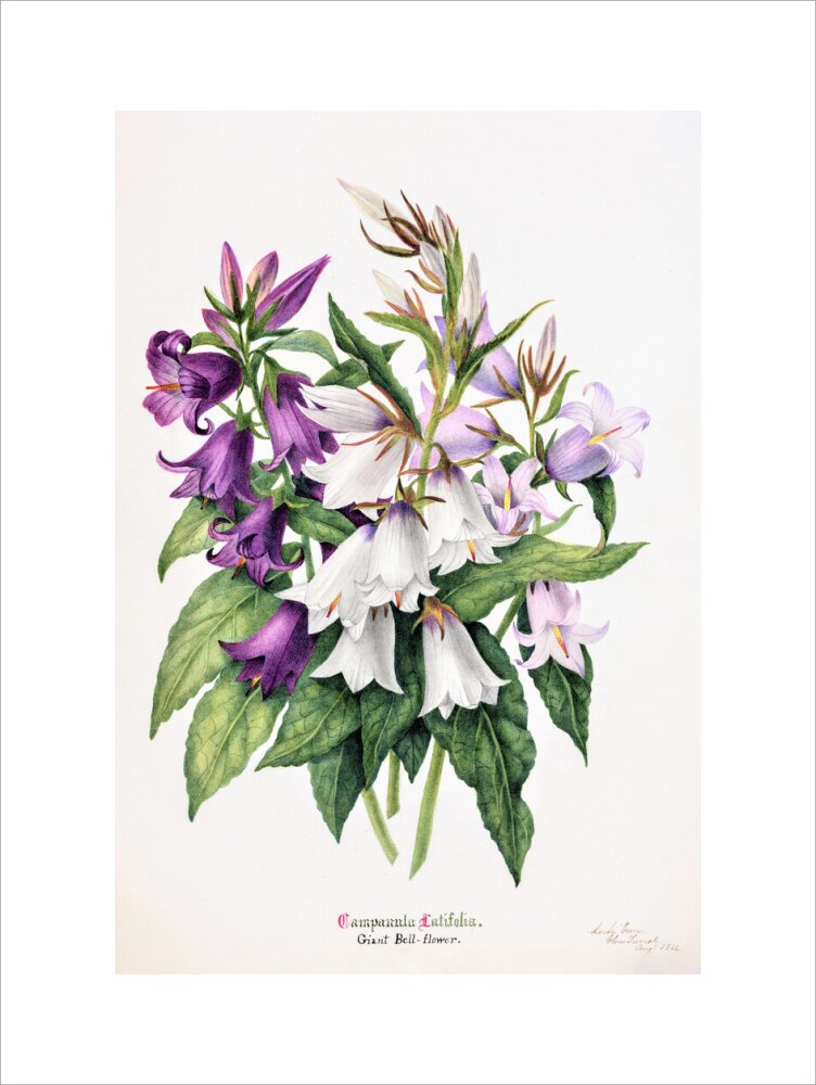 Bell Flower by Charlotte Cowan Pearson
