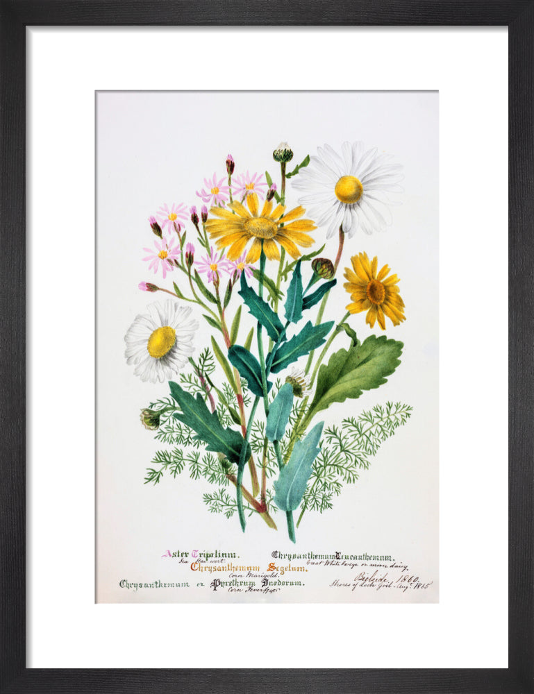 Chrysanthemum by Charlotte Cowan Pearson