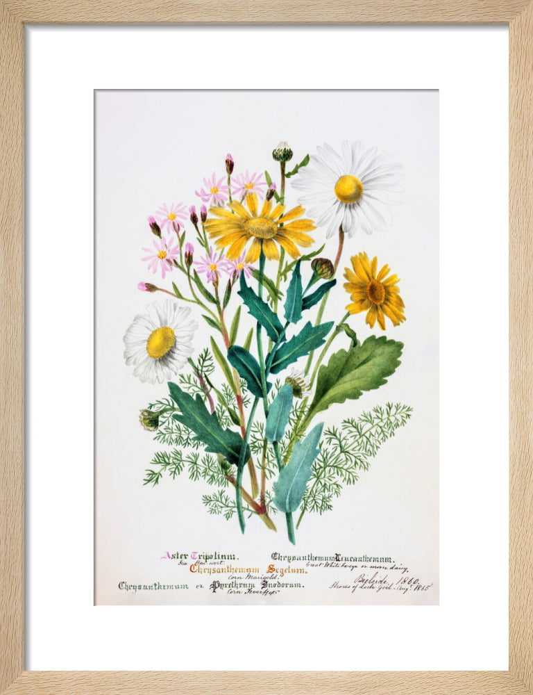 Chrysanthemum by Charlotte Cowan Pearson