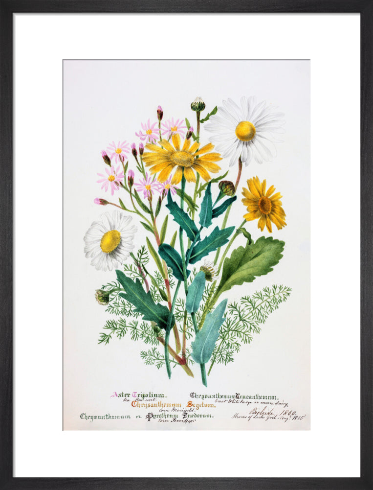 Chrysanthemum by Charlotte Cowan Pearson