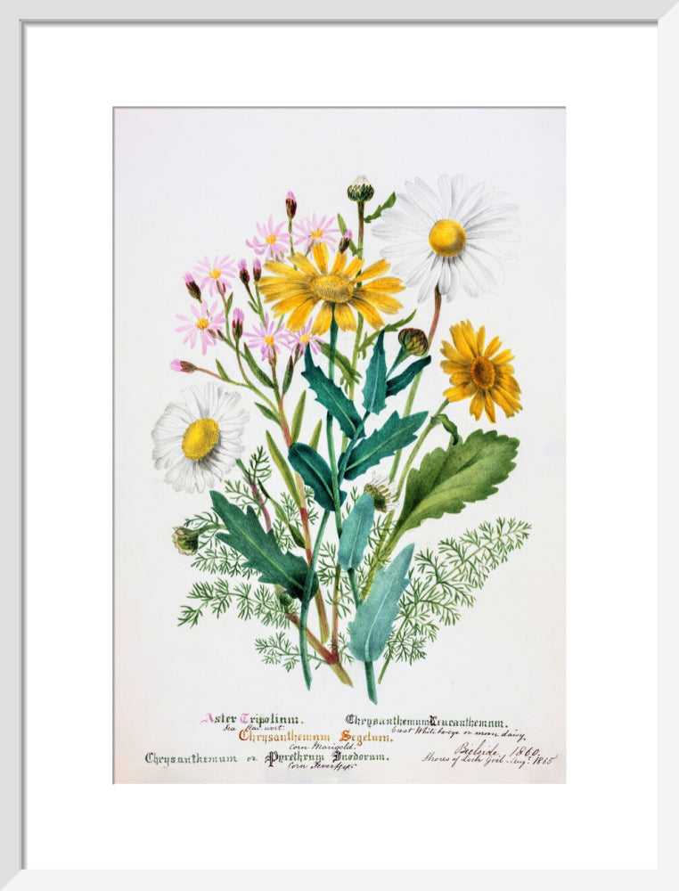 Chrysanthemum by Charlotte Cowan Pearson