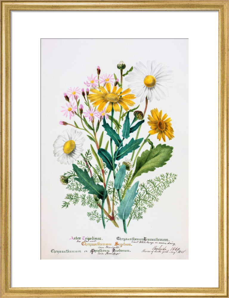 Chrysanthemum by Charlotte Cowan Pearson