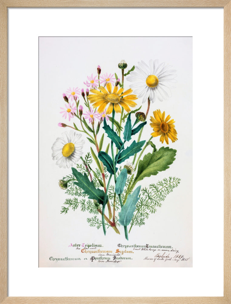 Chrysanthemum by Charlotte Cowan Pearson