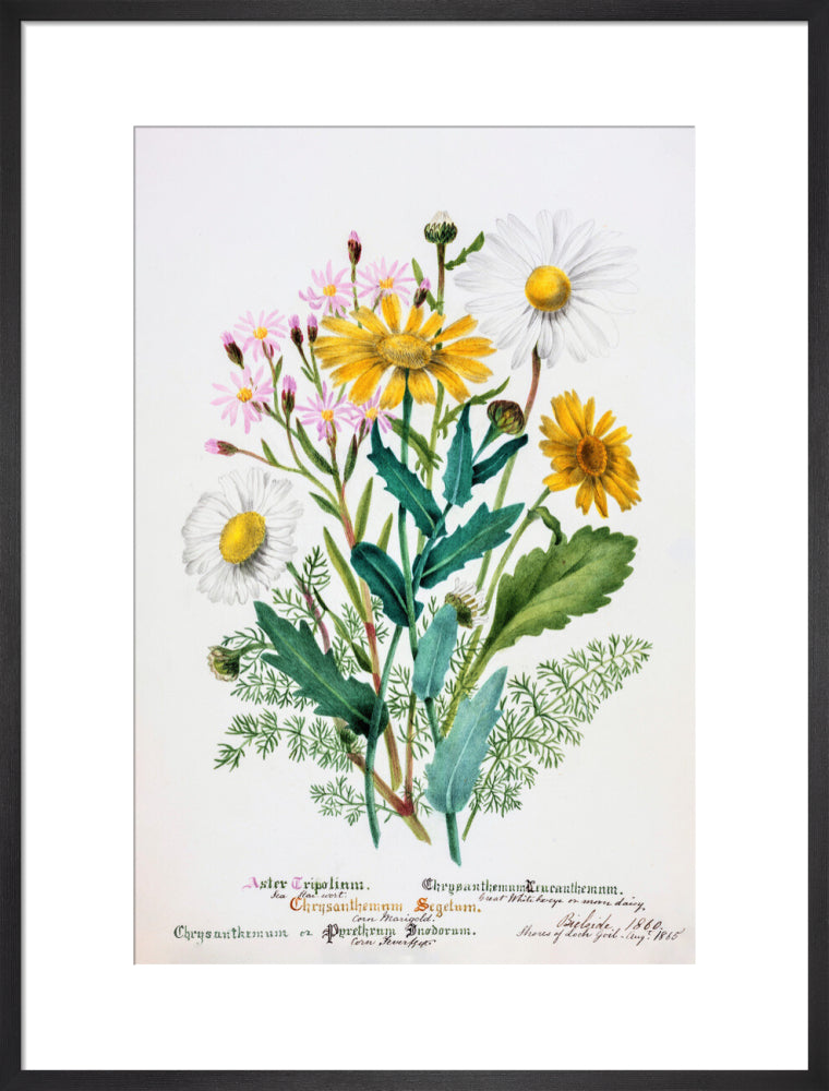 Chrysanthemum by Charlotte Cowan Pearson