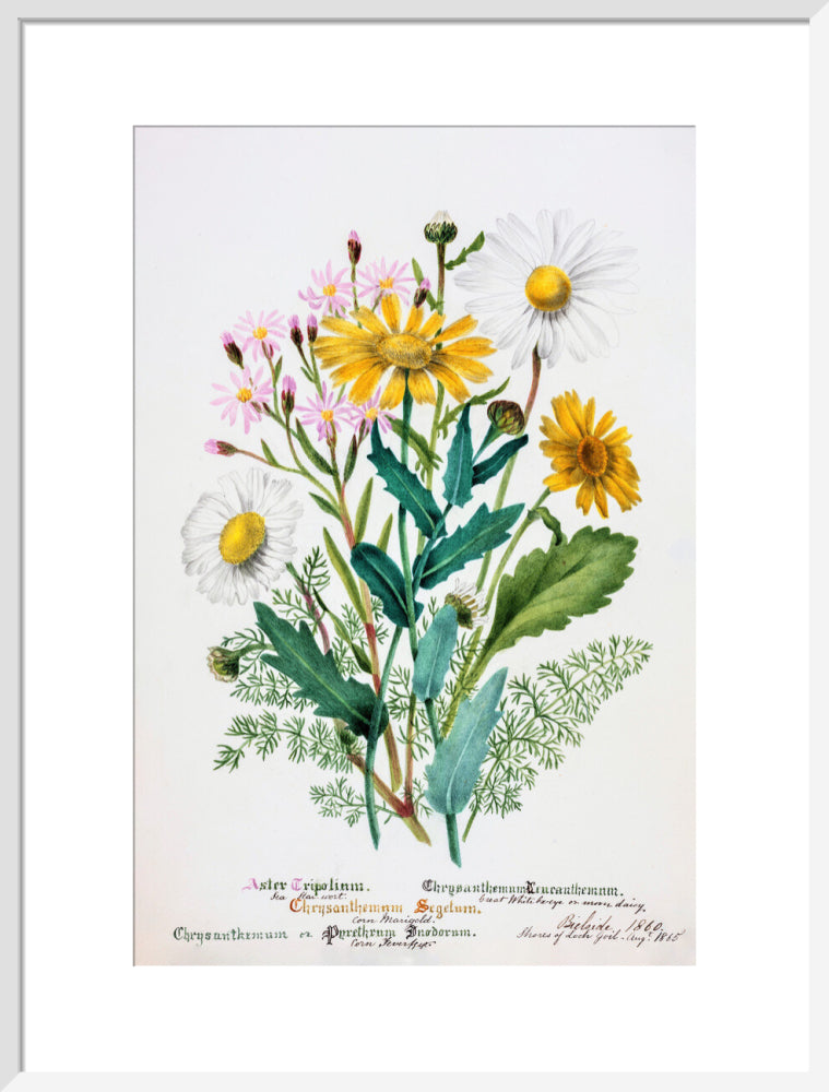 Chrysanthemum by Charlotte Cowan Pearson