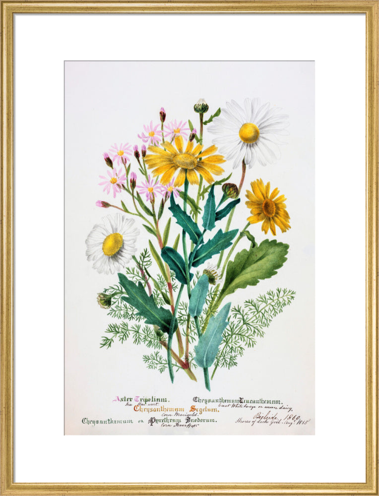 Chrysanthemum by Charlotte Cowan Pearson