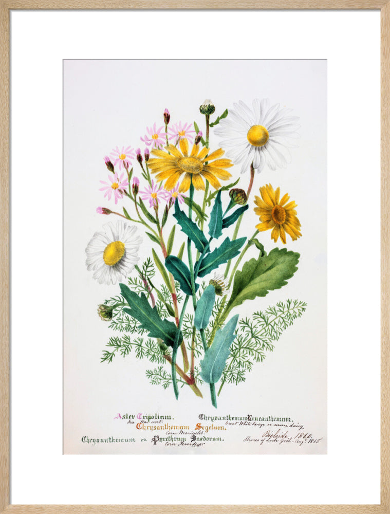 Chrysanthemum by Charlotte Cowan Pearson