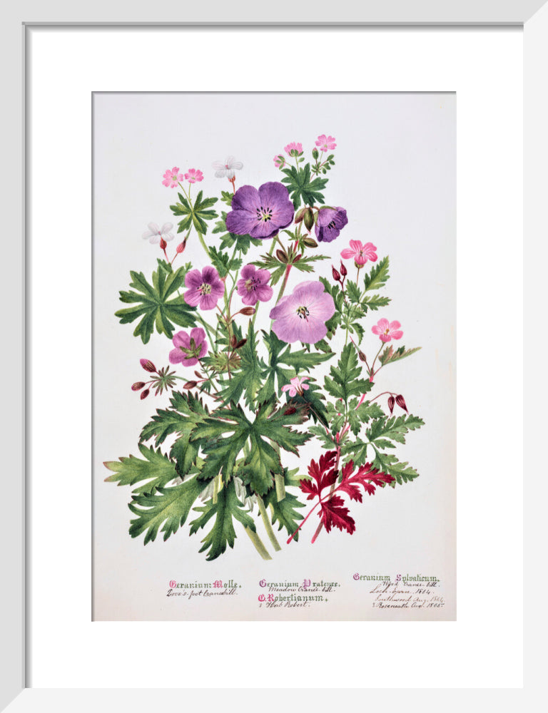 Geranium by Charlotte Cowan Pearson