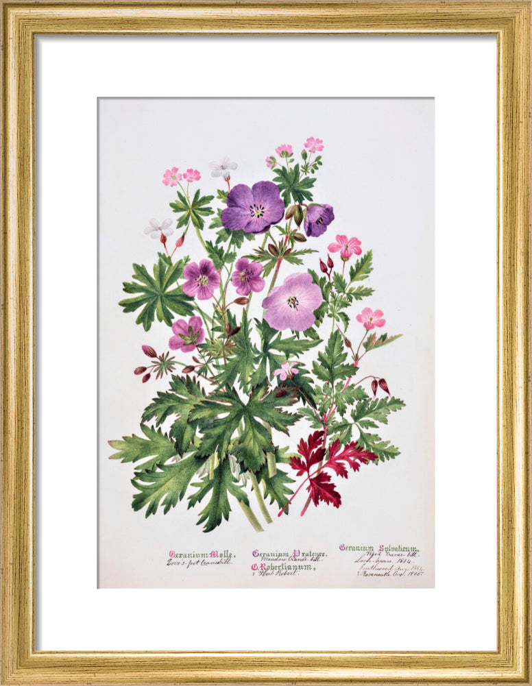 Geranium by Charlotte Cowan Pearson