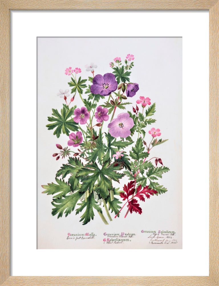 Geranium by Charlotte Cowan Pearson