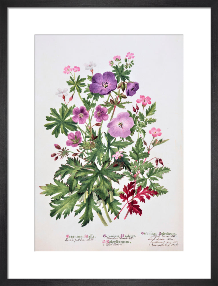 Geranium by Charlotte Cowan Pearson