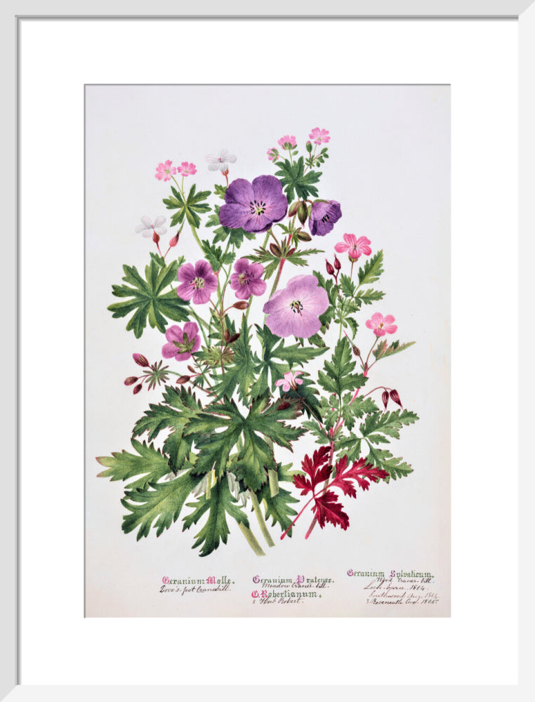 Geranium by Charlotte Cowan Pearson