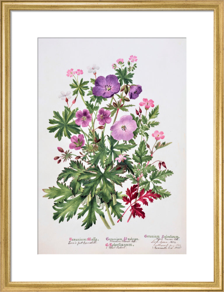 Geranium by Charlotte Cowan Pearson