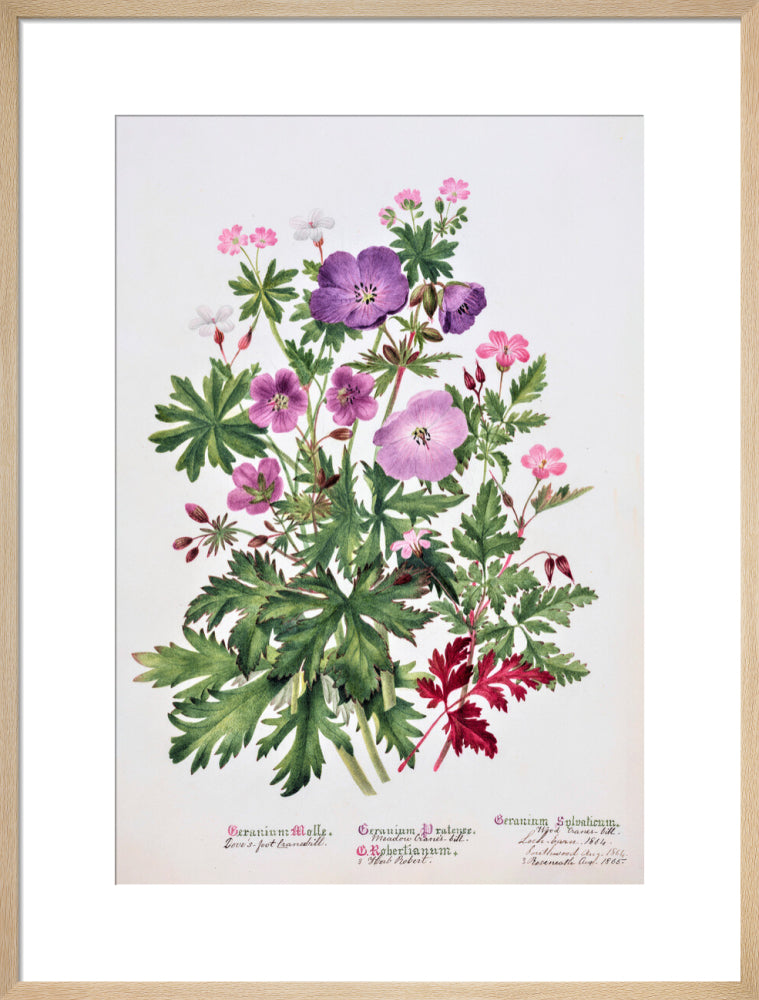 Geranium by Charlotte Cowan Pearson