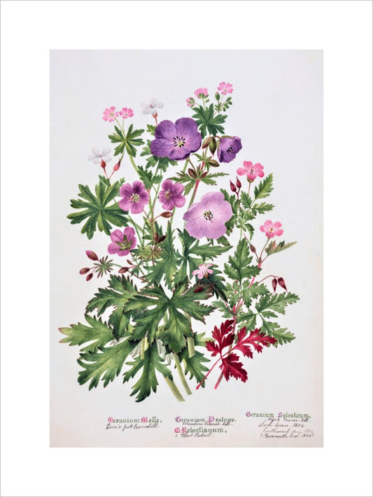 Geranium by Charlotte Cowan Pearson
