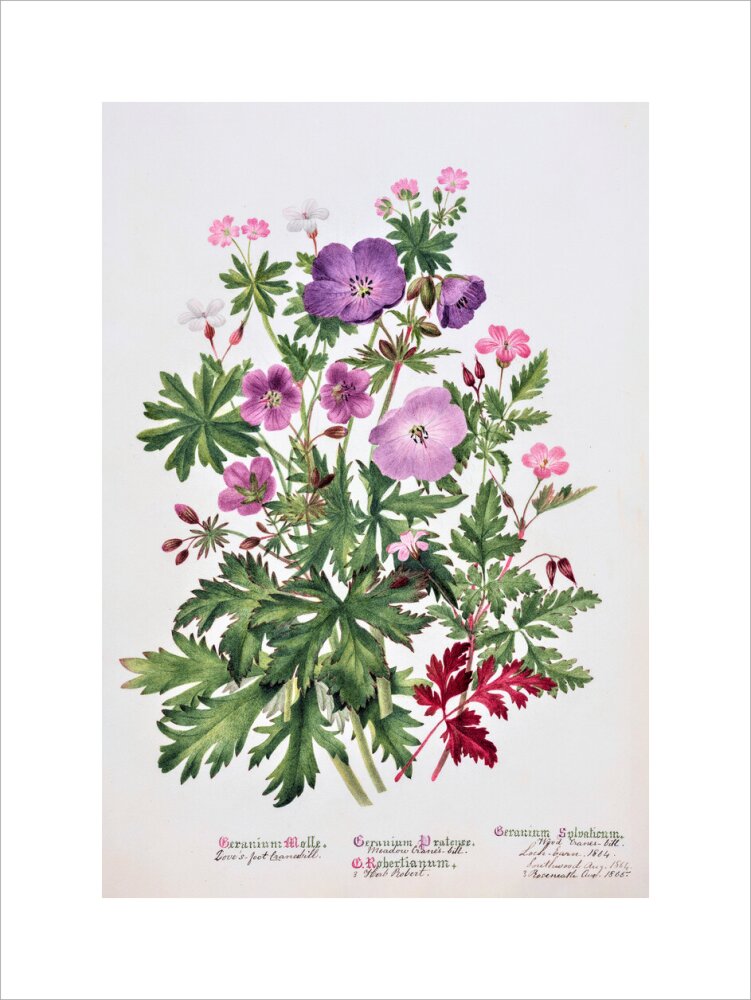 Geranium by Charlotte Cowan Pearson