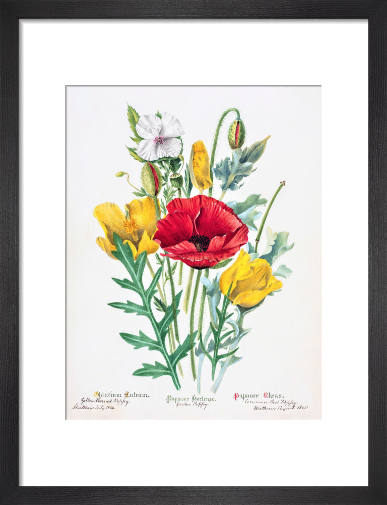 Poppy by Charlotte Cowan Pearson
