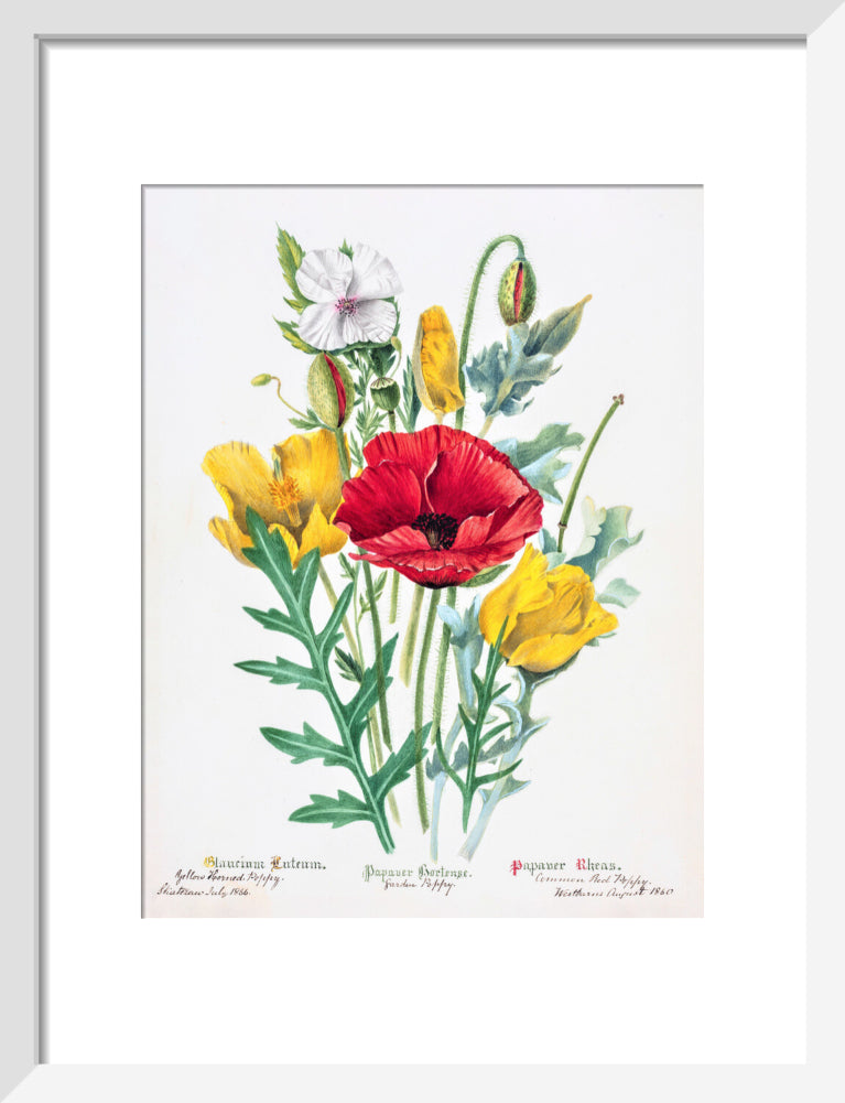 Poppy by Charlotte Cowan Pearson