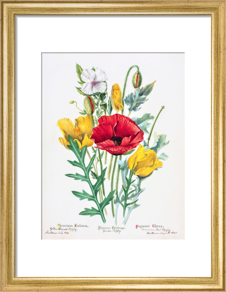 Poppy by Charlotte Cowan Pearson