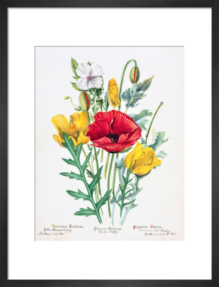 Poppy by Charlotte Cowan Pearson
