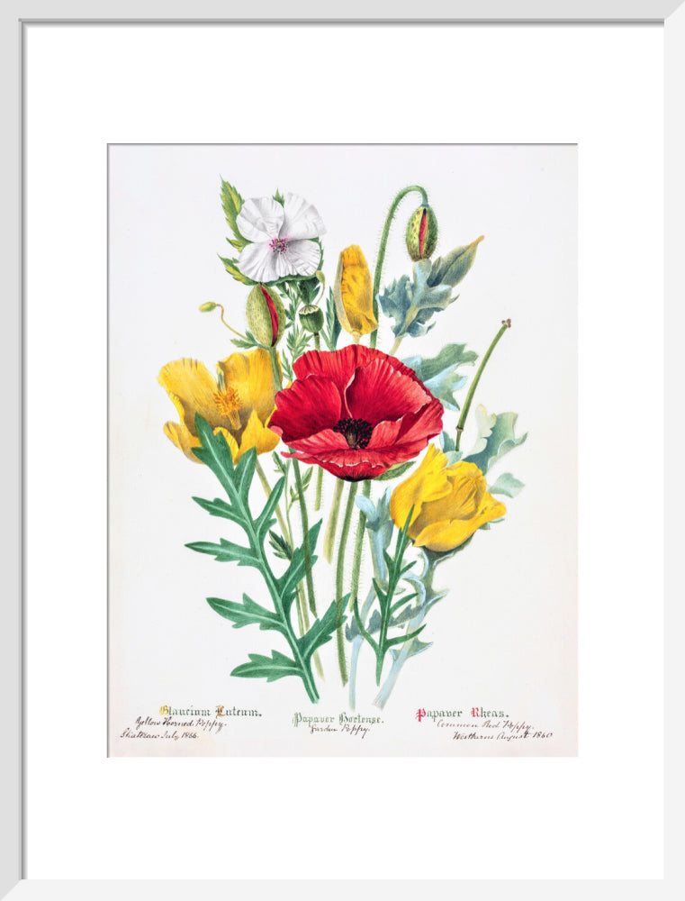 Poppy by Charlotte Cowan Pearson
