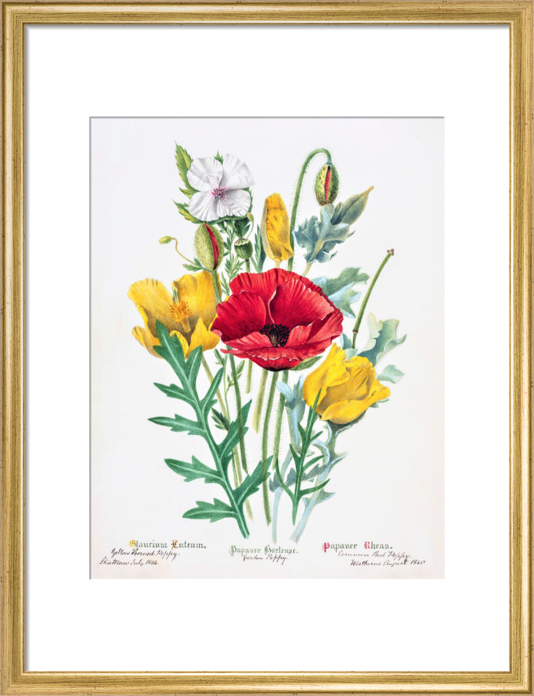 Poppy by Charlotte Cowan Pearson