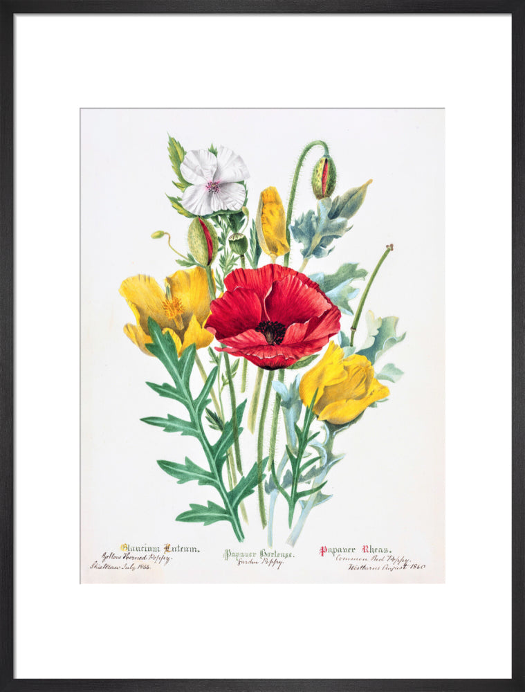 Poppy by Charlotte Cowan Pearson