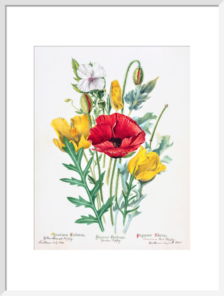 Poppy by Charlotte Cowan Pearson