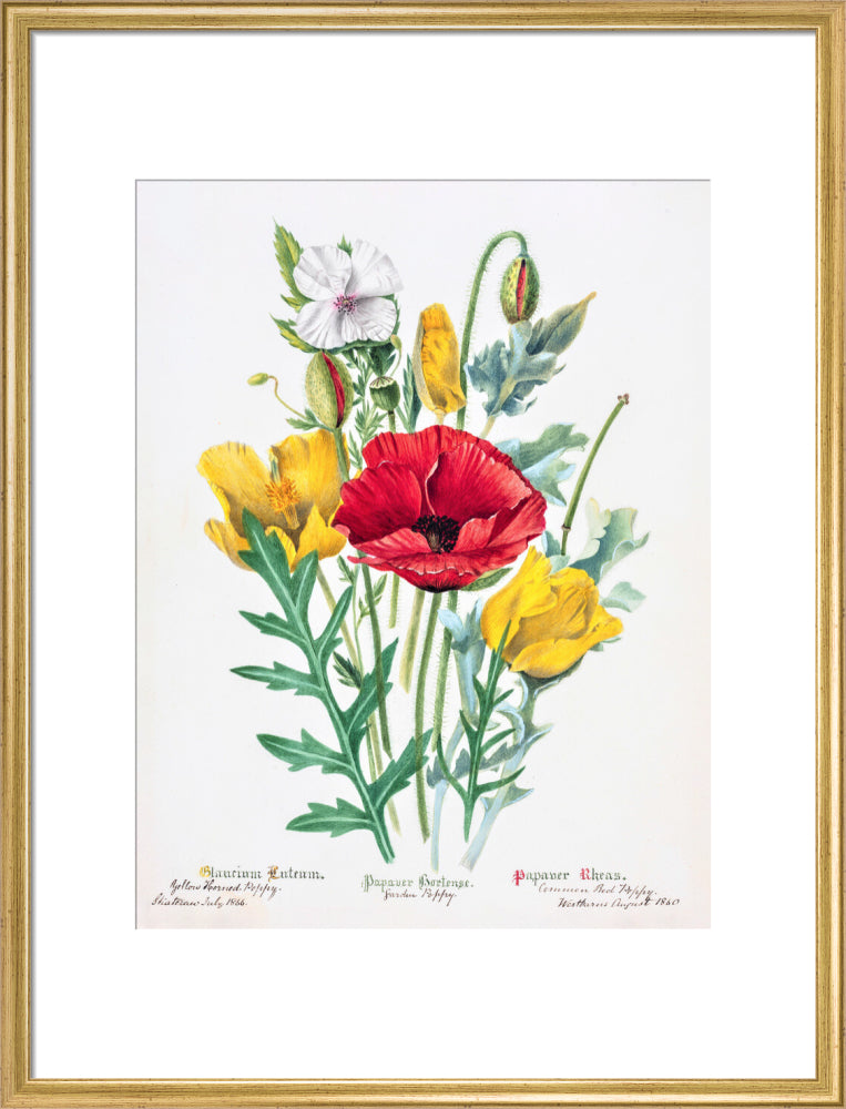 Poppy by Charlotte Cowan Pearson
