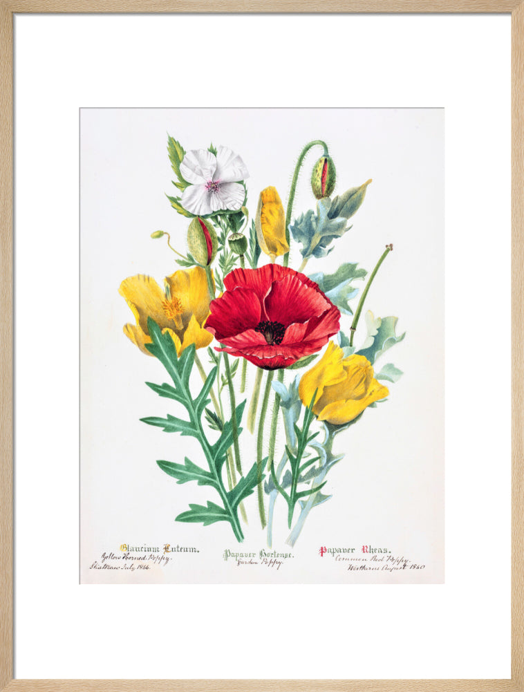Poppy by Charlotte Cowan Pearson