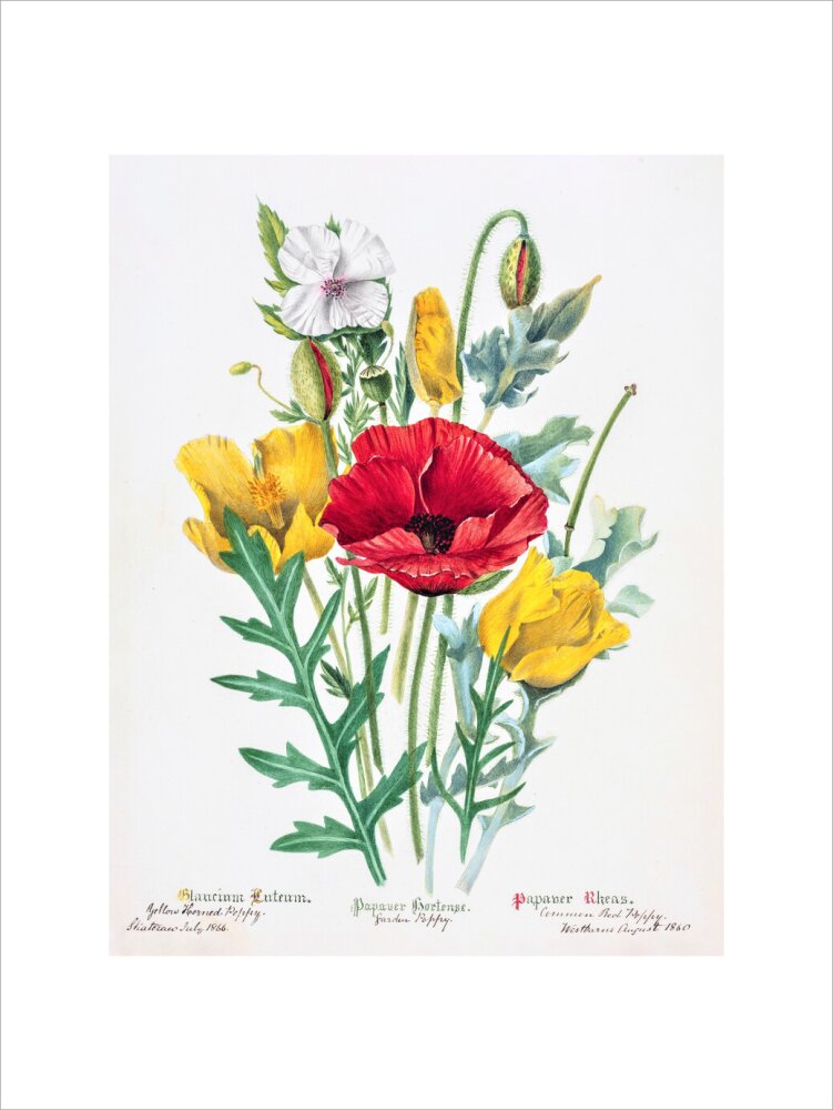 Poppy by Charlotte Cowan Pearson