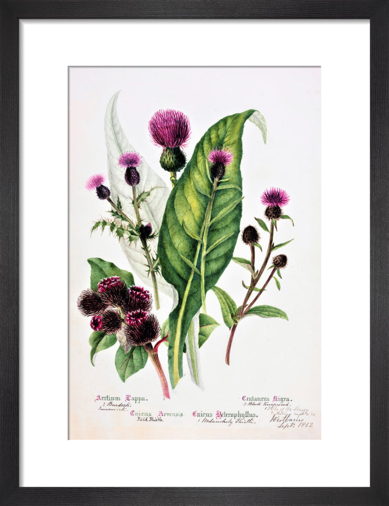 Thistle by Charlotte Cowan Pearson